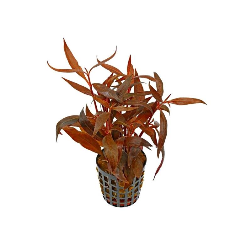 Planta acvariu Stoffels Alternanthera Reineckii Rosa - imagine 3